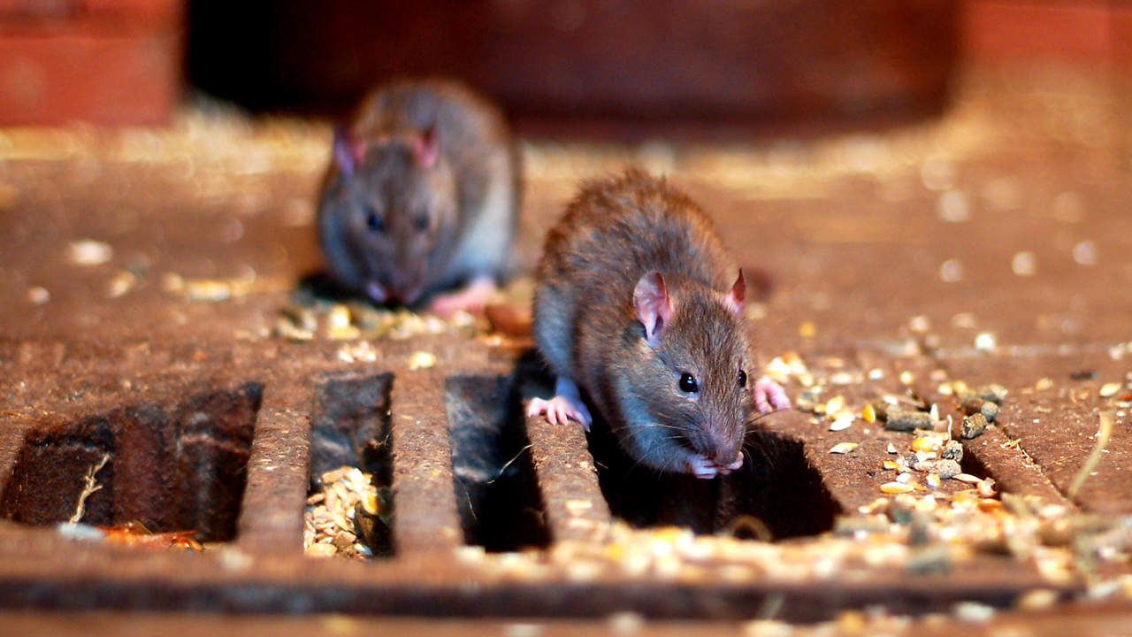 Una nueva plaga de roedores aterroriza a los vecinos de Barcelona